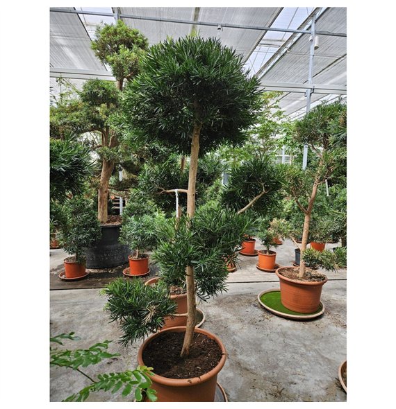 Podocarpus nivalis macrophylla1 pp 250cm 60cm Q3164