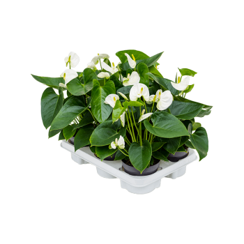Anthurium andraeanum 'Sierra White' 6/tray 4ANANBP08