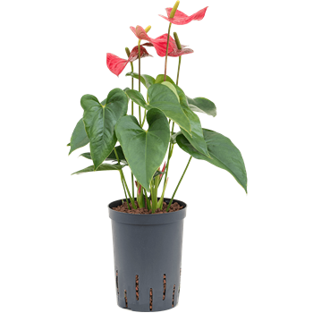 Anthurium andraeanum 'Sierra' 1ANSIBP05