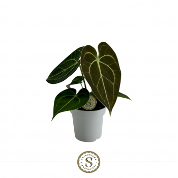 Anthurium clarinervium F00000106
