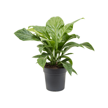 Anthurium elipticum 'Jungle Bush' 4ANJBBU24