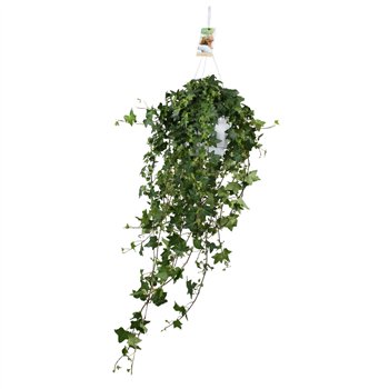 Hedera pittsburgh helix Pitsburg - hanging XXL100 cm 17 pp 110cm 17cm Q3416