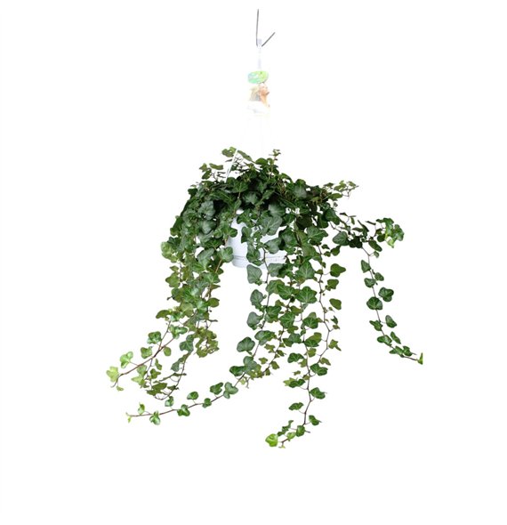 Hedera helix wonder Wonder - hanging XXL90 99 cm 17 pp 70cm 17cm Q3433