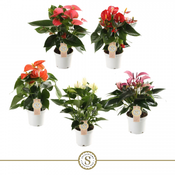 Anthurium mix F00000052