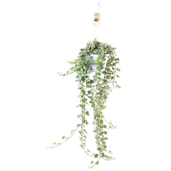 Hedera helix white wonder White Wonder - hanging XXL110 cm 17 pp 80cm 17cm Q3445