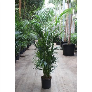 Palma Hovea forsteriana 12 pp 220cm 34cm Q3493