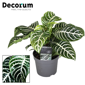 Aphelandra Green Botanica F00000346