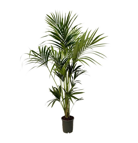 Palma Hovea forsteriana Forsteriana - 180cm 5 pp 180cm 22cm Q3497