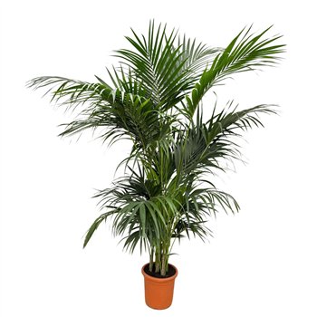 Palma Hovea forsteriana Forsteriana - 260cm 7 pp 260cm 35cm Q3498