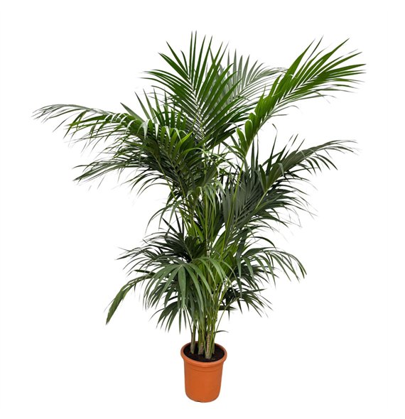 Palma Hovea forsteriana Forsteriana - 260cm 7 pp 260cm 35cm Q3498