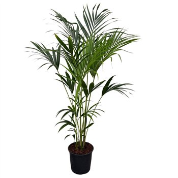 Palma Hovea forsteriana Forsteriana - 200cm 5 pp 200cm 32cm Q3499