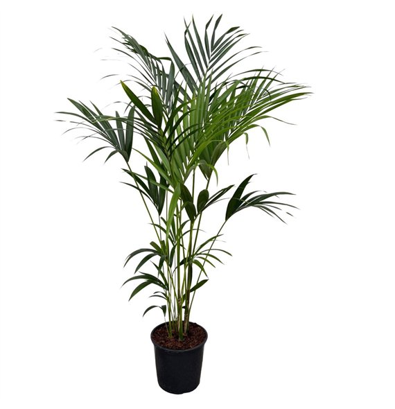 Palma Hovea forsteriana Forsteriana - 200cm 5 pp 200cm 32cm Q3499