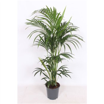 Palma Hovea forsteriana 6 v loncu6 pp 150cm 24cm Q3505