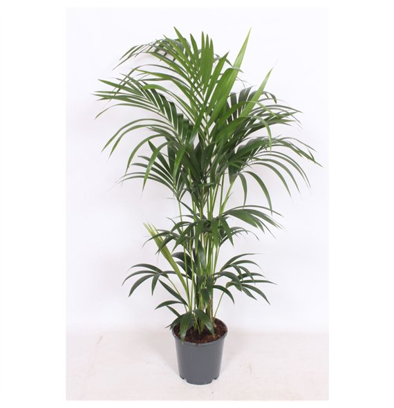 Palma Hovea forsteriana 6 v loncu6 pp 150cm 24cm Q3505