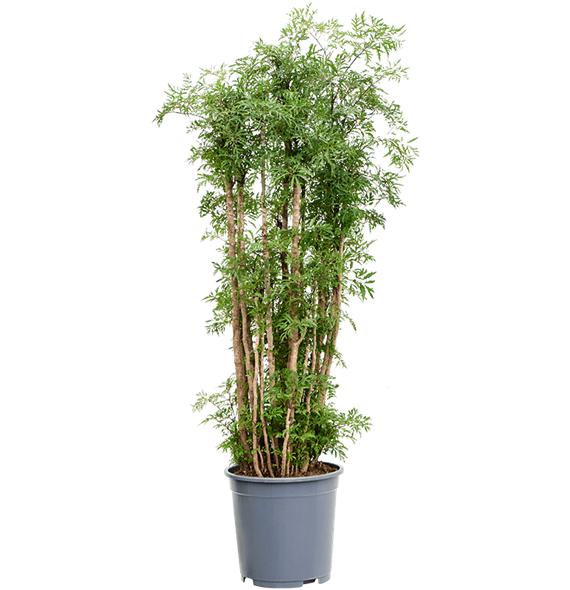 Aralia (Polyscias) 'Ming' 4POMIVT09