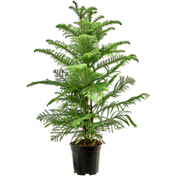 Araucaria heterophylla (90-110) 4ARHETU01
