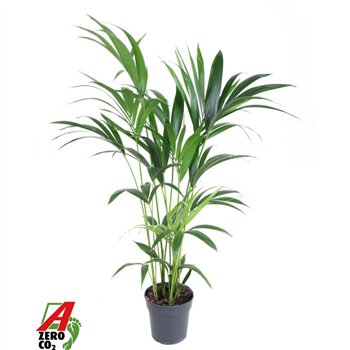 Palma Hovea forsteriana Forsteriana(kentia) P21-1206 pp 120cm 21cm Q3511