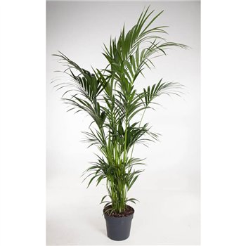 Palma Hovea forsteriana Forsteriana(kentia) P34-19012 pp 200cm 34cm Q3515