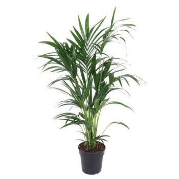 Palma Hovea forsteriana Forsteriana(kentia) P21-1106 pp 100cm 21cm Q3516