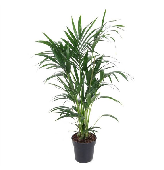 Palma Hovea forsteriana Forsteriana(kentia) P21-1106 pp 100cm 21cm Q3516