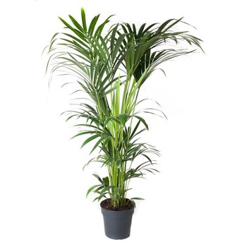 Palma Hovea forsteriana Forsteriana(kentia) P27-1408 pp 140cm 27cm Q3517