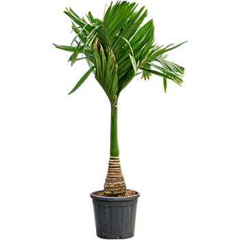 Areca catechu dwarf (150-170) 4ARCARS27