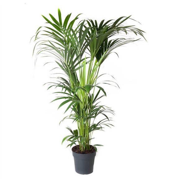 Palma Hovea forsteriana Forsteriana(kentia) P27-1608 pp 160cm 27cm Q3518