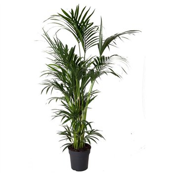 Palma Hovea forsteriana Forsteriana(kentia) P31-16010 pp 160cm 31cm Q3519