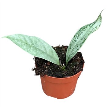 Hoya Coriacea Silver 2 5 - 4 9 cm 1 pp 2.5cm 10.5cm Q3534