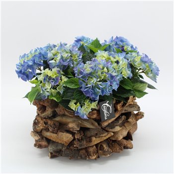 Nasad Hortenzija KHCR-2625B creatie 3 pp 40cm 35cm Q3610