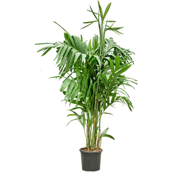 Areca triandra 4ARTRTU42