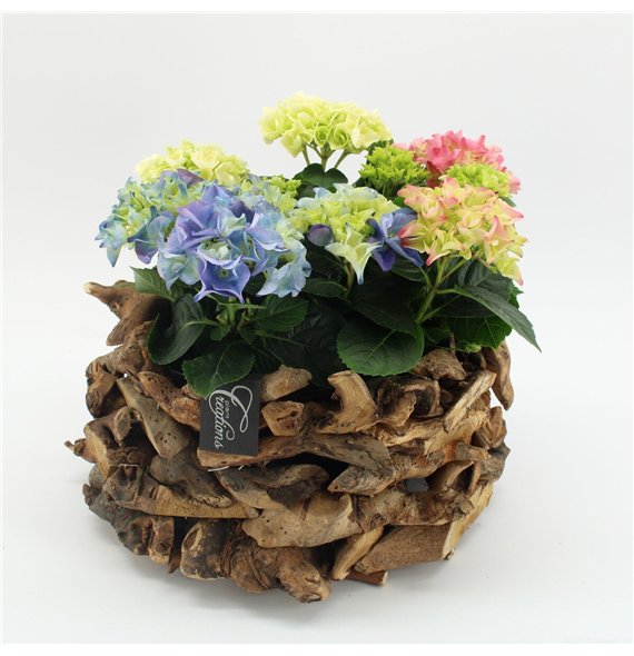 Nasad Hortenzija KHCR-2625M creatie 3 pp 40cm 35cm Q3611