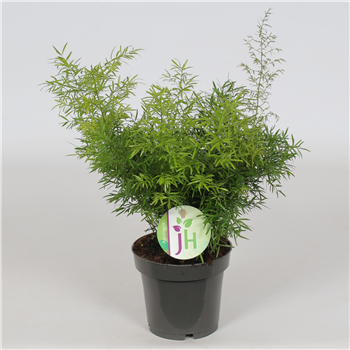Asparagus densiflorus 'Cwebe' F00001229