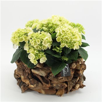 Nasad Hortenzija KHCR-2625W creatie 3 pp 40cm 35cm Q3613