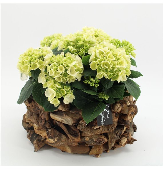 Nasad Hortenzija KHCR-2625W creatie 3 pp 40cm 35cm Q3613