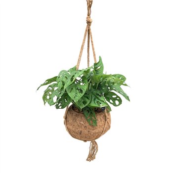 Monstera obliqua monkey mask Kokodama XXL Monkey Mask 1 pp 40cm 25cm Q3836