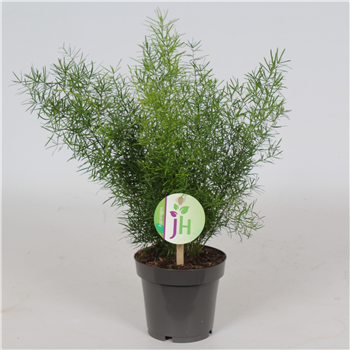 Asparagus densiflorus 'Sprengeri' F00001227