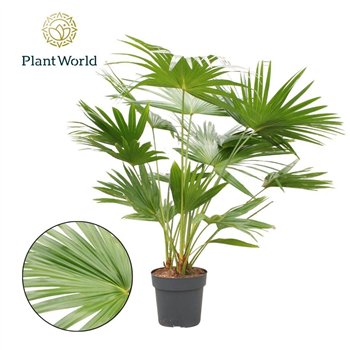 Livistonia rotundifolia Livistona 3 pp 160cm 27cm Q3862