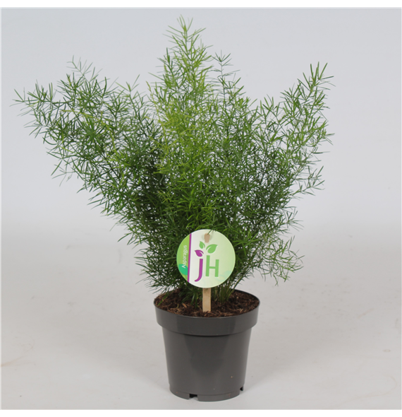 Asparagus densiflorus 'Sprengeri' F00001227