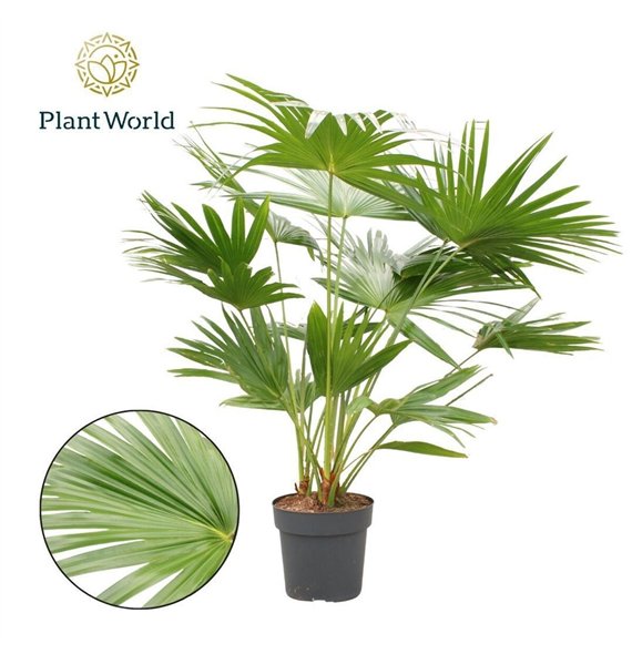 Livistonia rotundifolia Livistona 3 pp 160cm 27cm Q3862