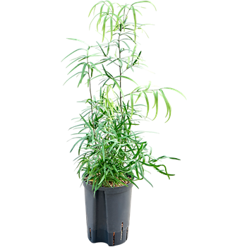 Asparagus falcatus 1ASFABP00