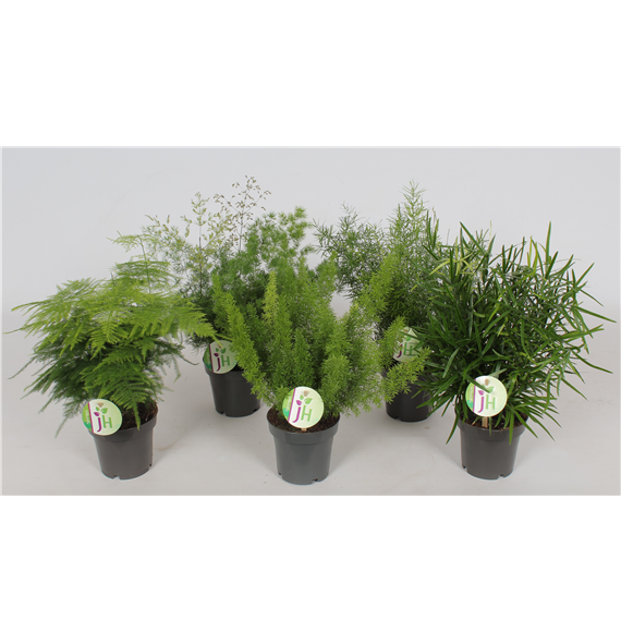 Asparagus mix F00002822