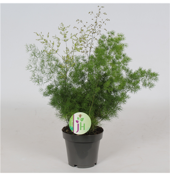 Asparagus umbellatus Myriocladus F00001230