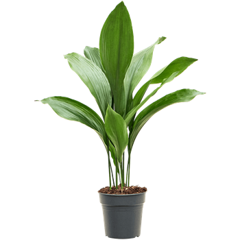 Aspidistra elatior 4ASELBU18