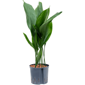 Aspidistra elatior 1ASELTU40