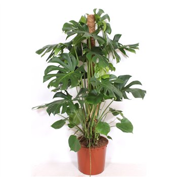 Monstera deliciosa deliciosa9 pp 150cm 34cm Q3881