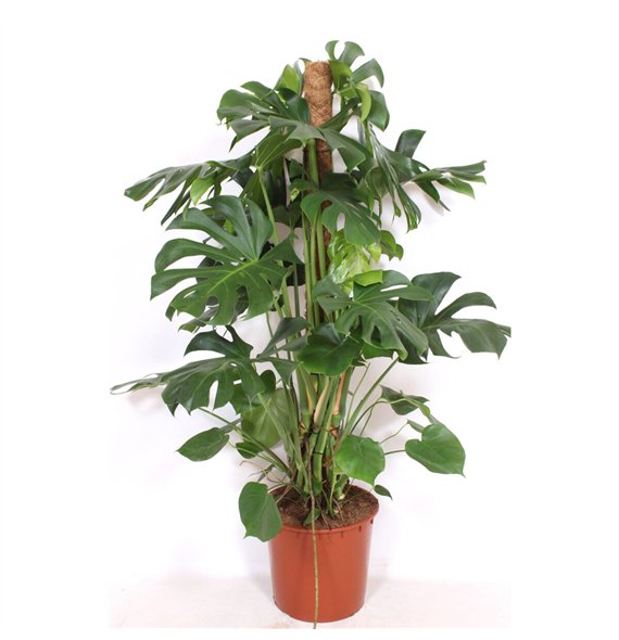 Monstera deliciosa deliciosa9 pp 150cm 34cm Q3881