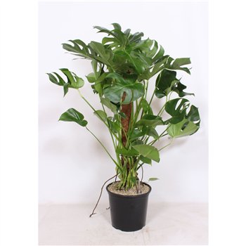 Monstera deliciosa deliciosa9 pp 130cm 32cm Q3883