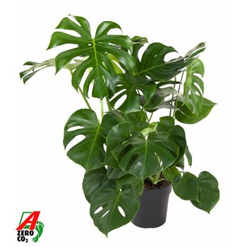 Monstera deliciosa Deliciosa struik P24pp 80cm 24cm Q3891