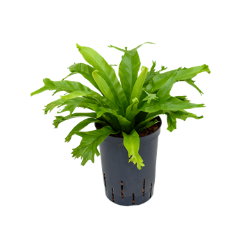 Asplenium antiquum 'Amy' 1ASAMBP10
